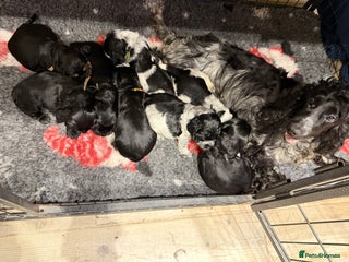 Cocker Spaniel dogs KC Registered Show Cocker puppies - Advert 3