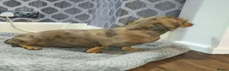 Miniature Dachshund dogs for sale: Looking for a loving home - Advert 4