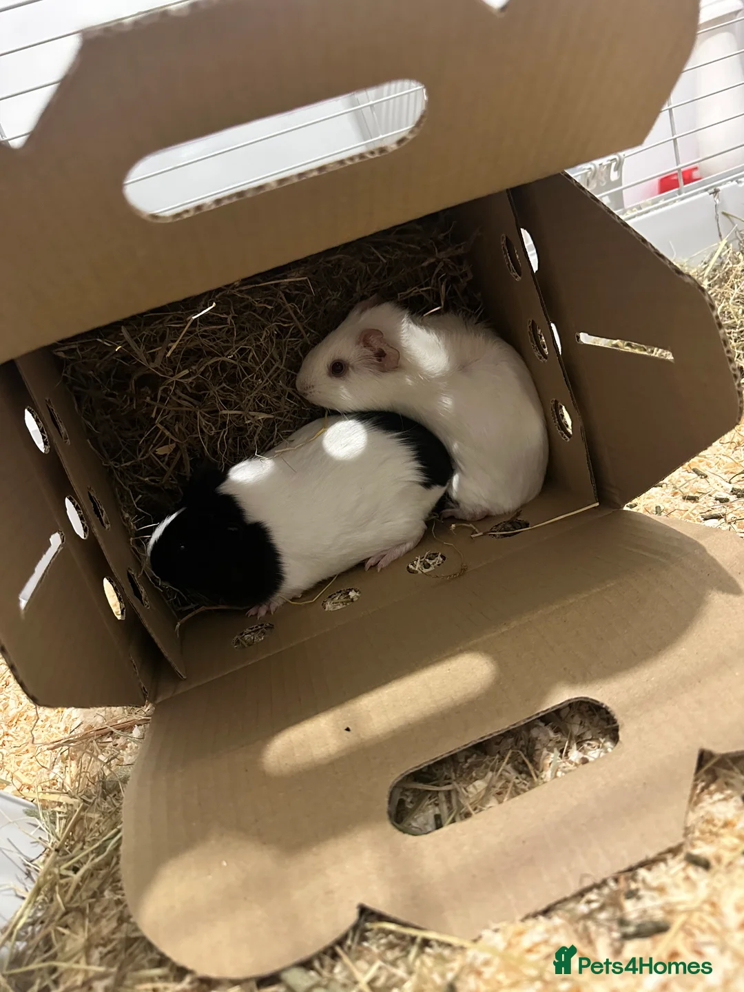 Guinea Pig rodents for sale: 2x female guinea pigs in Chesterfield - Advert 4
