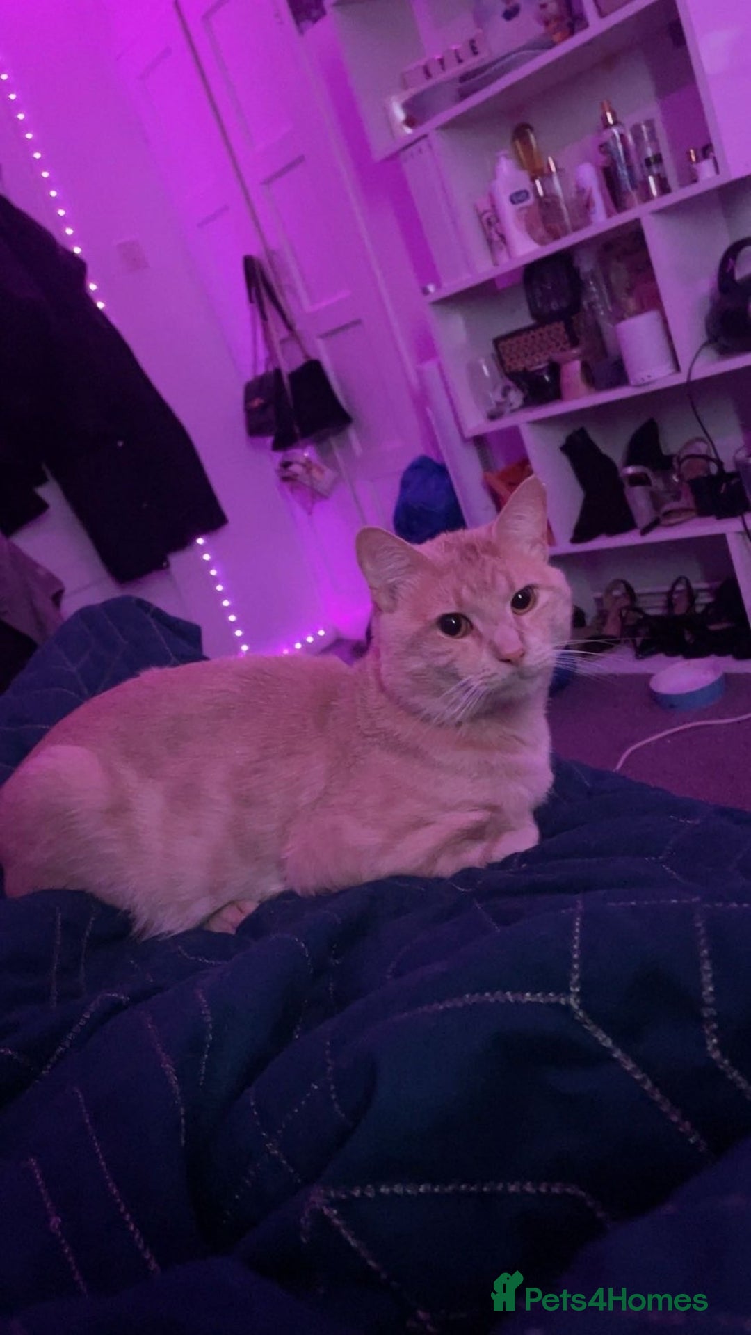 Mixed Breed cats for sale: Simba - Advert 2