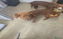 Cocker Spaniel dogs for sale: Puppy needs a new home - Image 2