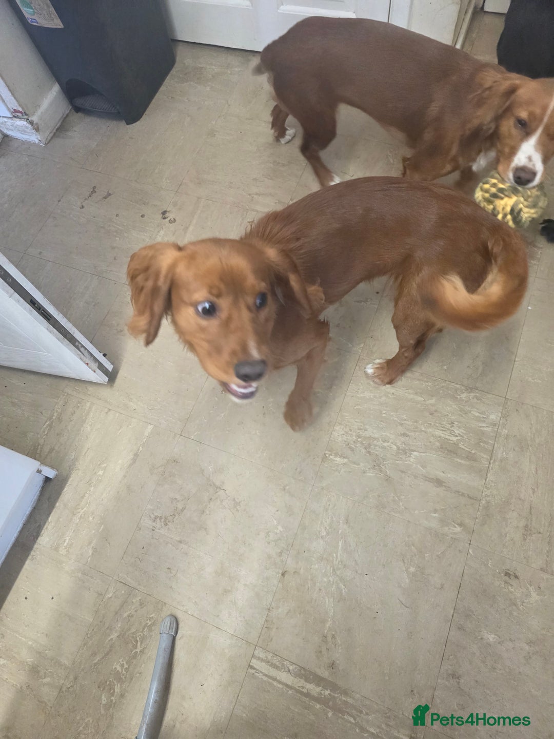 Cocker Spaniel dogs for sale: Puppy needs a new home - Image 2