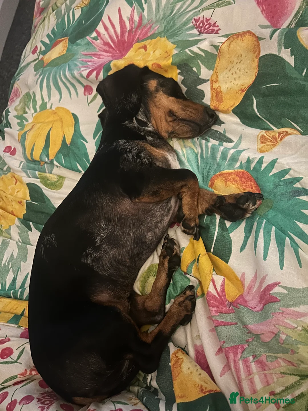 Miniature Dachshund dogs for sale: Miniature dachshund - Advert 3