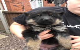 German Shepherd dogs for sale: GERMAN SHEPHERD  - Image 9