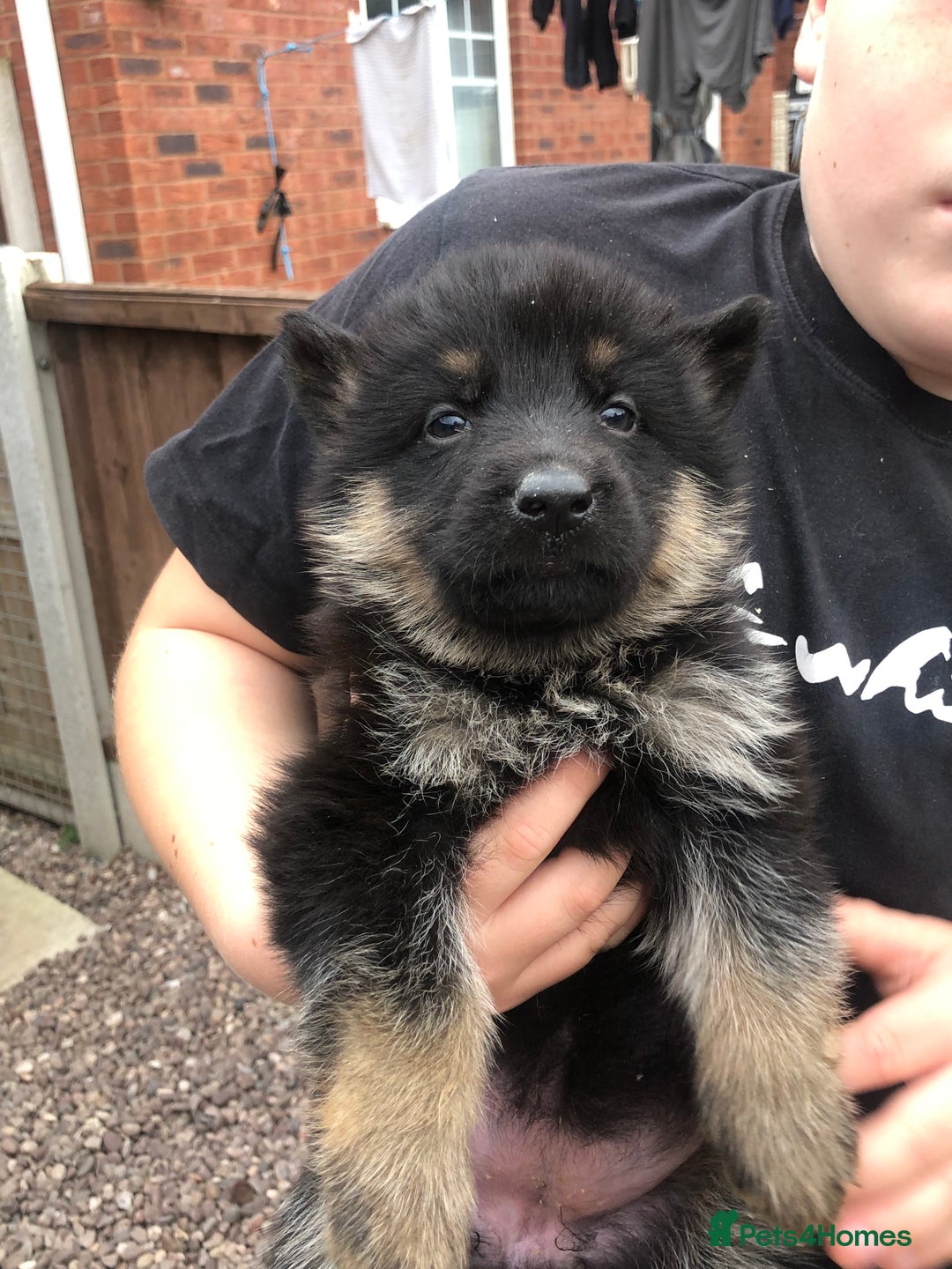 German Shepherd dogs for sale: GERMAN SHEPHERD  - Image 9