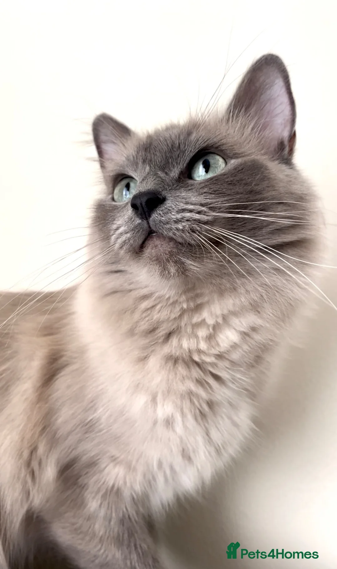 Ragdoll cats for sale: Female Ragdoll Cat  in Bolton - Advert 2