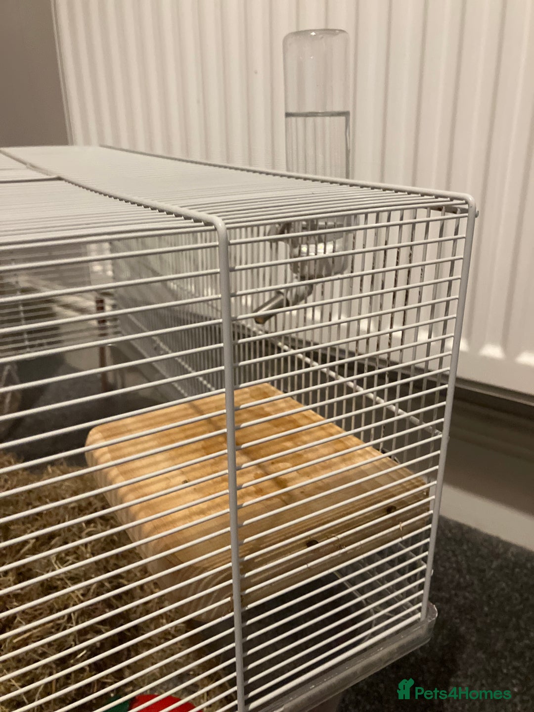 Gerbil rodents for sale: 2 female gerbils by blood sisters  - Advert 24