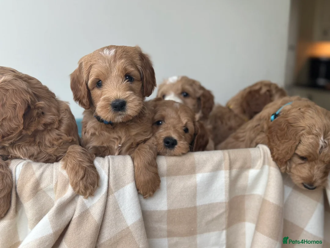 Australian Labradoodle dogs for sale: WAITING LIST Australian Labradoodles - RED & TUX  - Advert 16