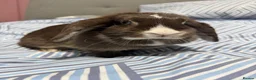 Mini Lop rabbits for sale: Bonded Mini Lop Pair - Looking for a Forever Home in Southampton - Advert 6