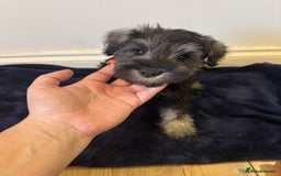Miniature Schnauzer dogs for sale: 🩷 Ready to leave now for their forever homes 🩷 - Image 6