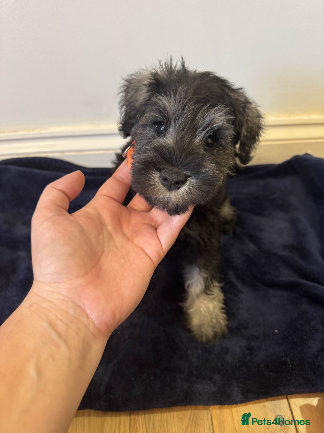 Miniature Schnauzer dogs for sale: 🩷 Ready to leave now for their forever homes 🩷 - Image 6