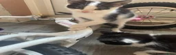 Mixed Breed cats for sale: 2 boy kittens  - Advert 2