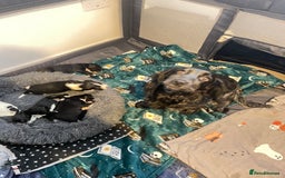 Cocker Spaniel dogs for sale: Cocker spaniel puppies - Advert 11