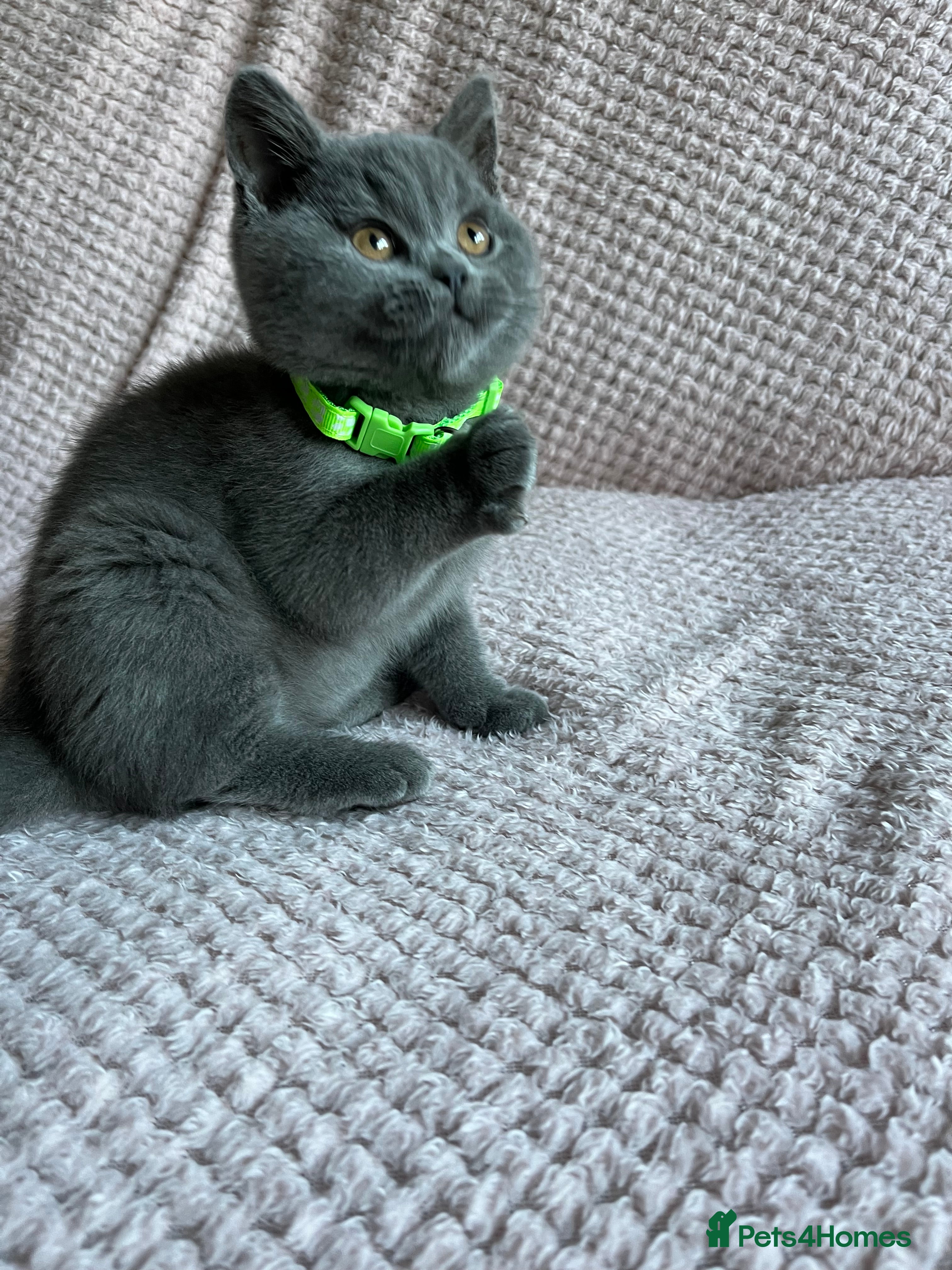 British Shorthair cats Ready to leave 15 December 2025 - Advert 15