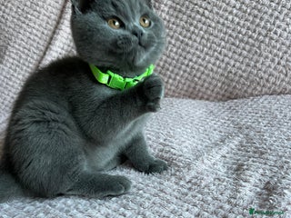 British Shorthair cats Ready to leave 15 December 2025 - Advert 16