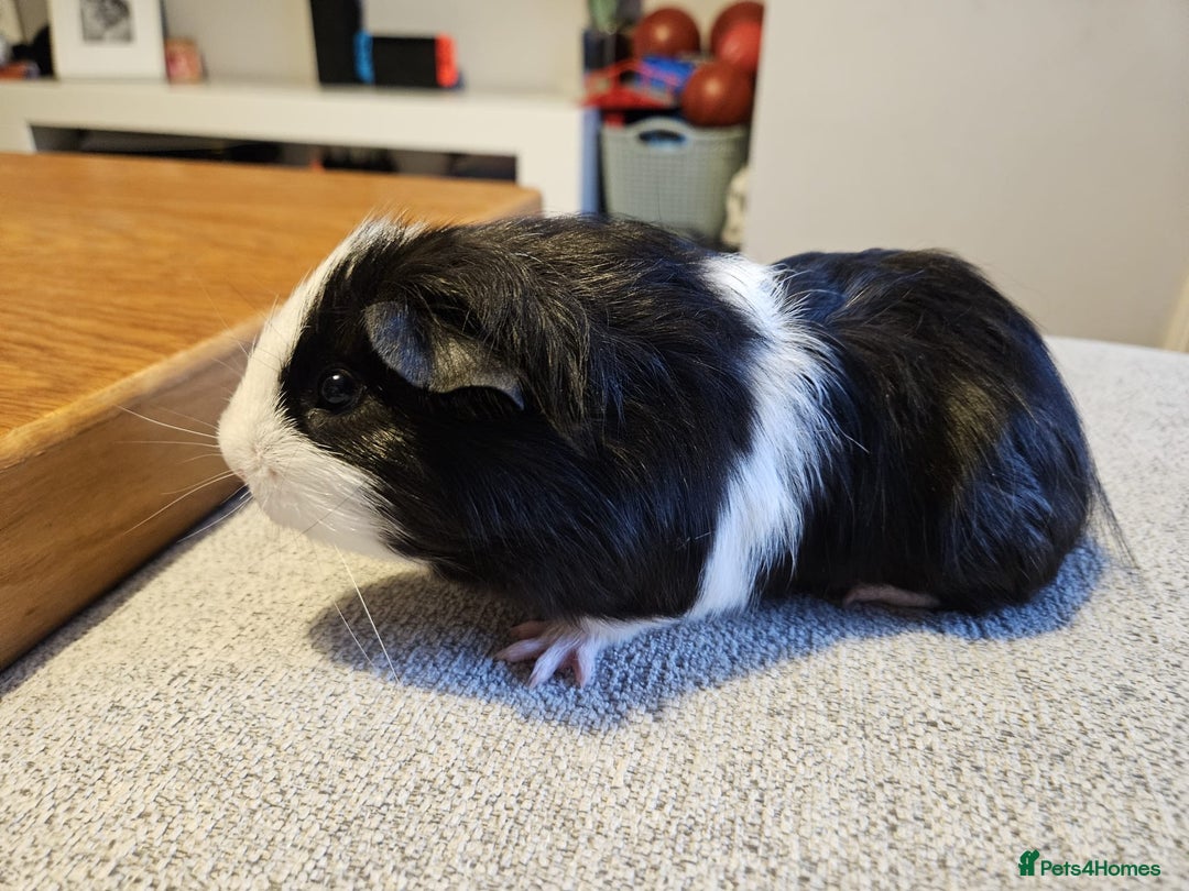 Guinea Pig rodents for sale: Baby boy Guinea pig looking for forever home.  - Image 7