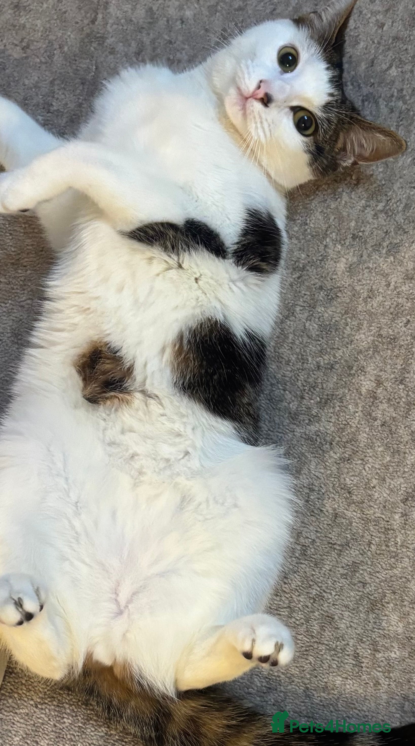 American Shorthair cats American short hair for sale  - Advert 1