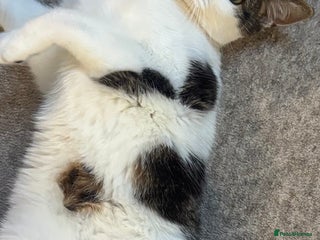 American Shorthair cats American short hair for sale - Advert 7