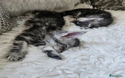 Maine Coon cats for sale: Gorgeous maincoon kittens - Image 2