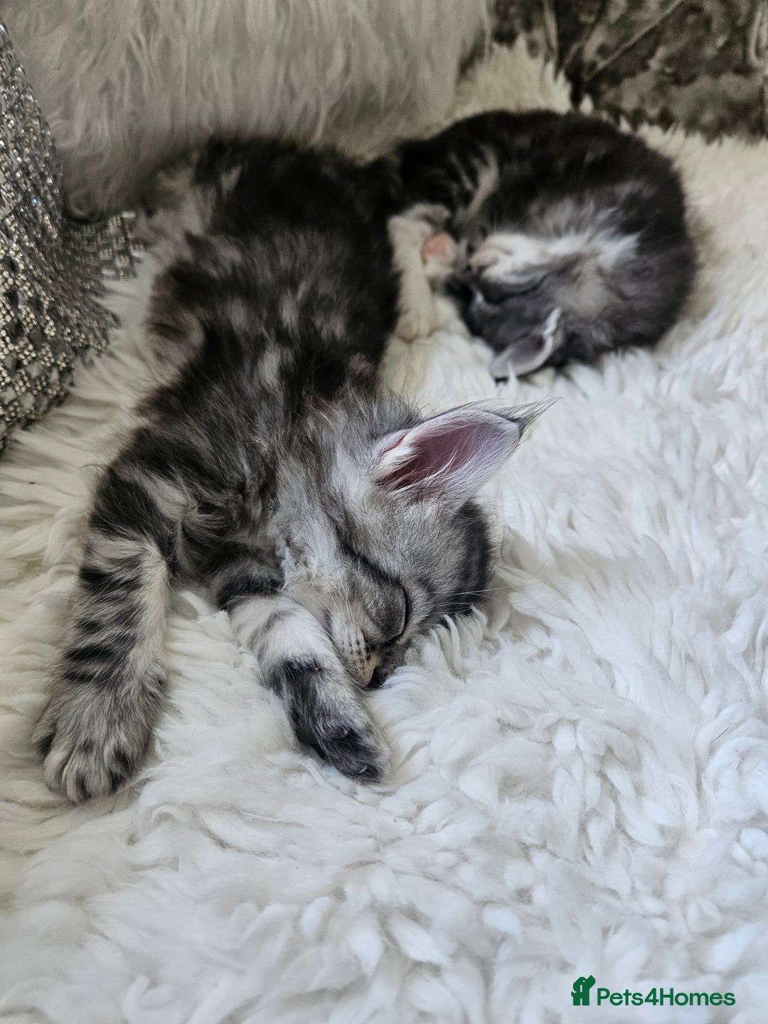 Maine Coon cats for sale: Gorgeous maincoon kittens - Image 2