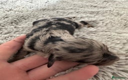 Cavapoo dogs for sale: ⭐ F1 Merle Cavapoos Extensively Health Tested⭐ - Image 8