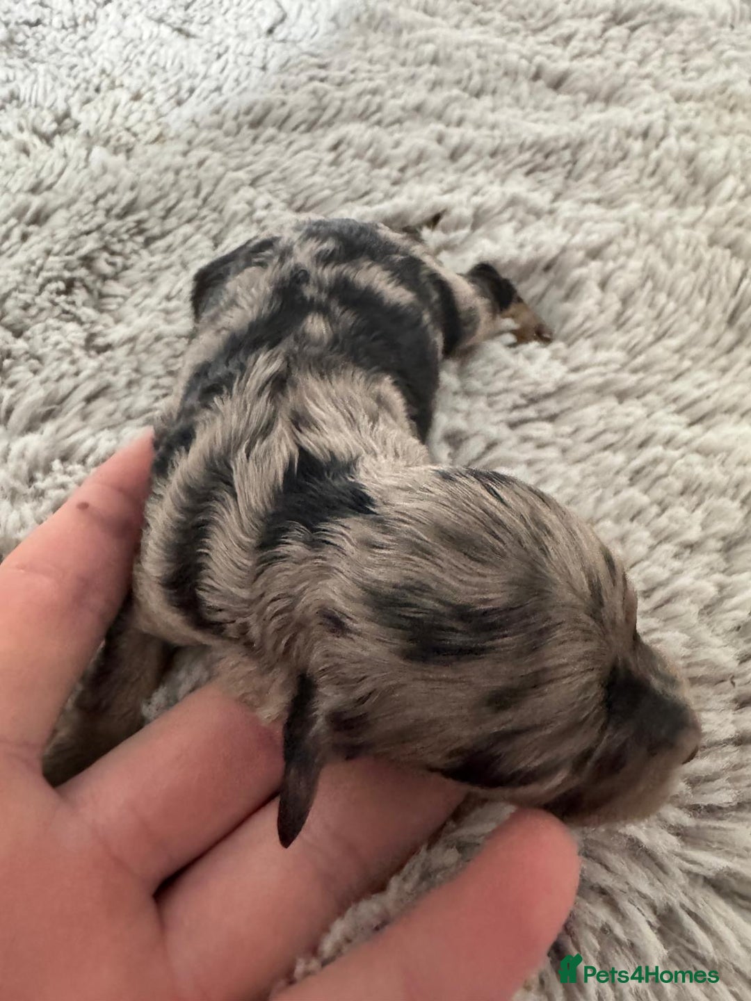 Cavapoo dogs for sale: ⭐ F1 Merle Cavapoos Extensively Health Tested⭐ - Image 8