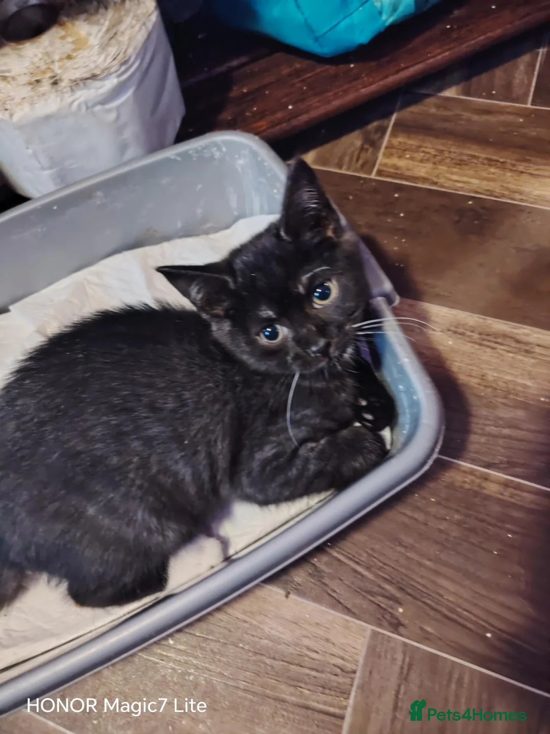 British Shorthair cats for sale: Lovely lively playful male kitten - Advert 6