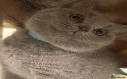British Shorthair cats for sale: Beautiful Blue British Shorthair Kittens - Image 21