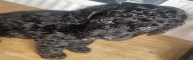 Cockapoo 2