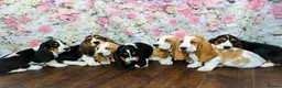 Basset Hound dogs for stud: Kc reg red and white proven Basset for stud in Cullompton - Advert 14