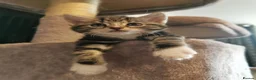 Mixed Breed cats for sale: Extra-cuddly, hand-reared, vet checked kittens  - Advert 19