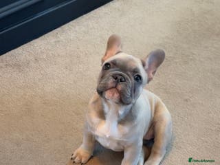 French Bulldog dogs French Bulldog Puppy - Advert 2
