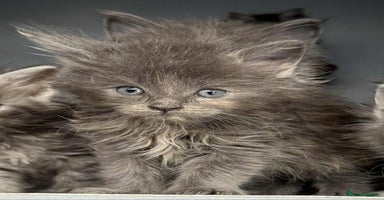 Maine Coon cats - Advert 4