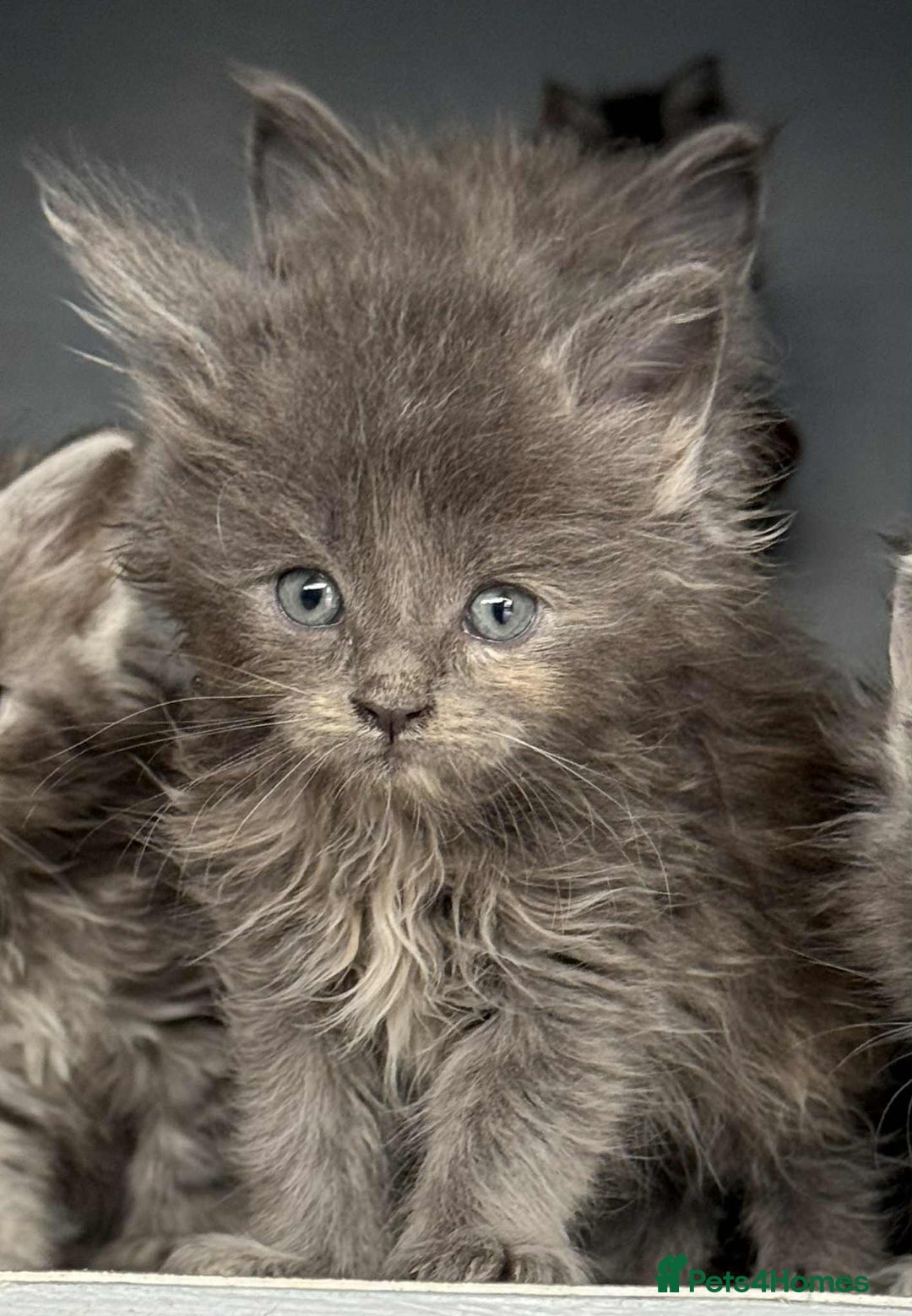 Maine Coon cats for sale: TICA registered large Maine Coon kittens - Image 3