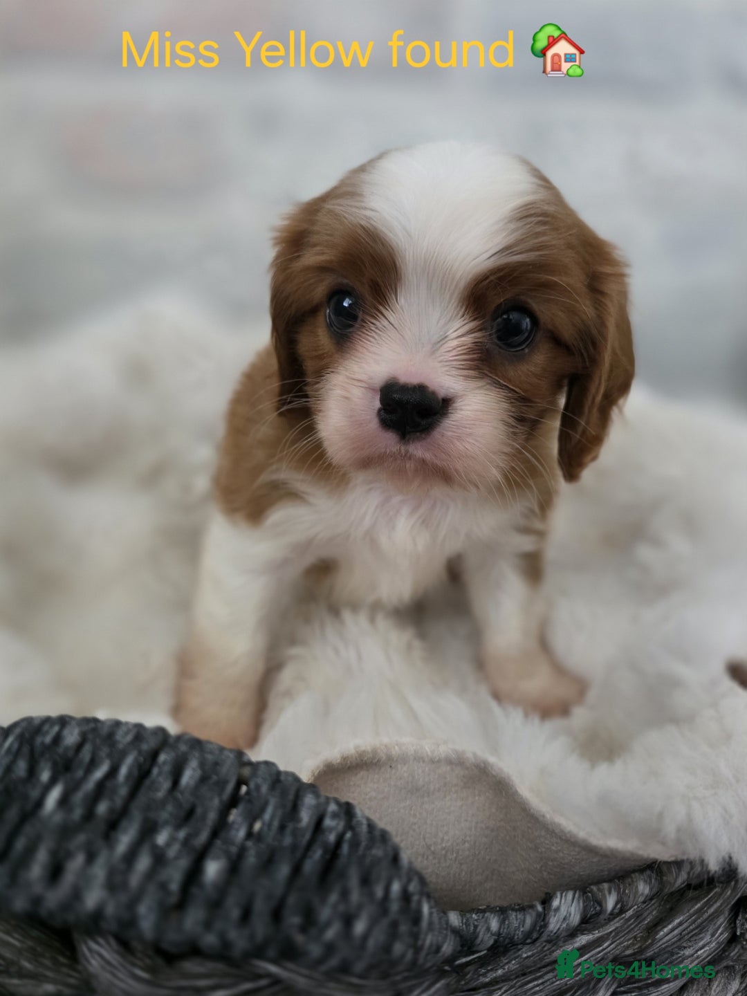 Cavalier King Charles Spaniel dogs for sale: Health tested, insured blenhiem CKCS puppies - Advert 4