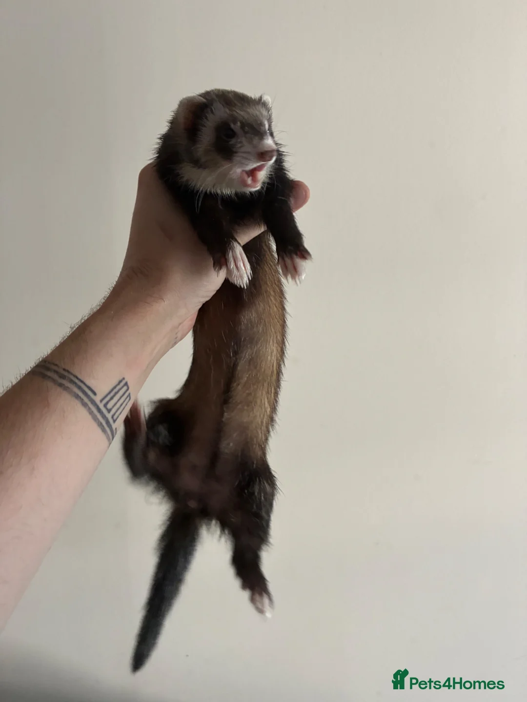 Ferret rodents for sale: Two semi micro Jill sisters 1y for rehoming in Birmingham - Advert 4