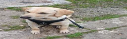 Goldador dogs for sale: Goldador Male 5 months in Newport - Advert 1