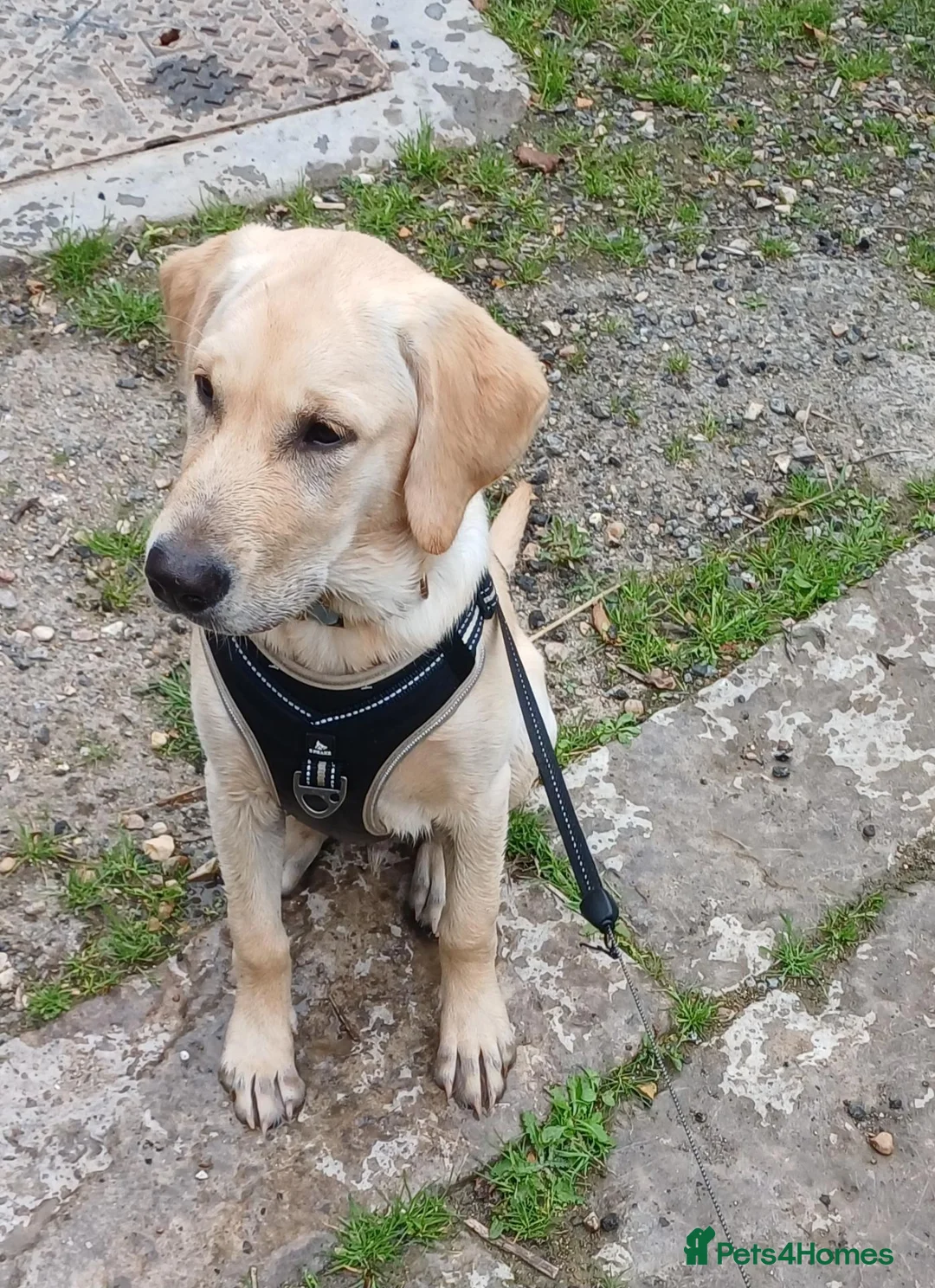 Goldador dogs for sale: Goldador Male 5 months in Newport - Advert 1