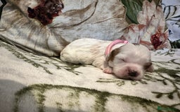 Mixed Breed dogs for sale: Cockalier puppies  - Advert 28