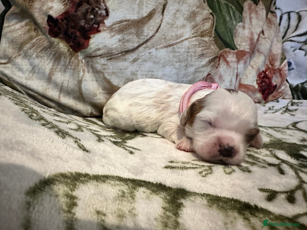 Mixed Breed dogs for sale: Cockalier puppies  - Advert 28