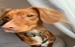 Cocker Spaniel dogs for sale: Stunning Red Cocker Spaniel Due  - Image 2