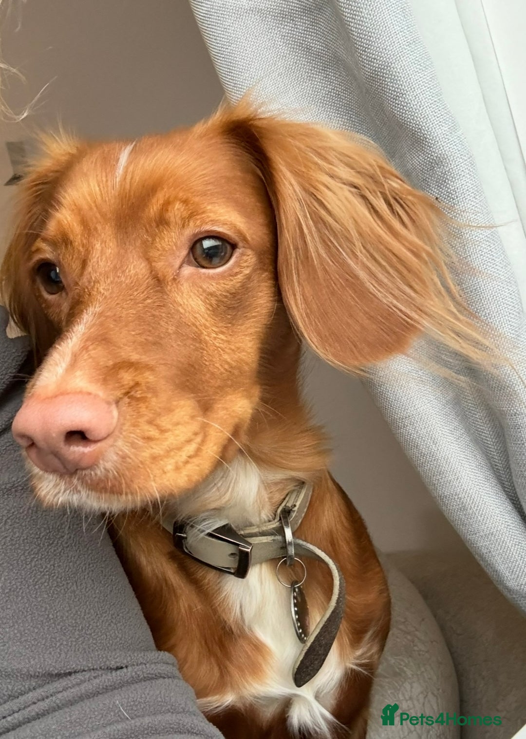 Cocker Spaniel dogs for sale: Stunning Red Cocker Spaniel Due  - Image 2