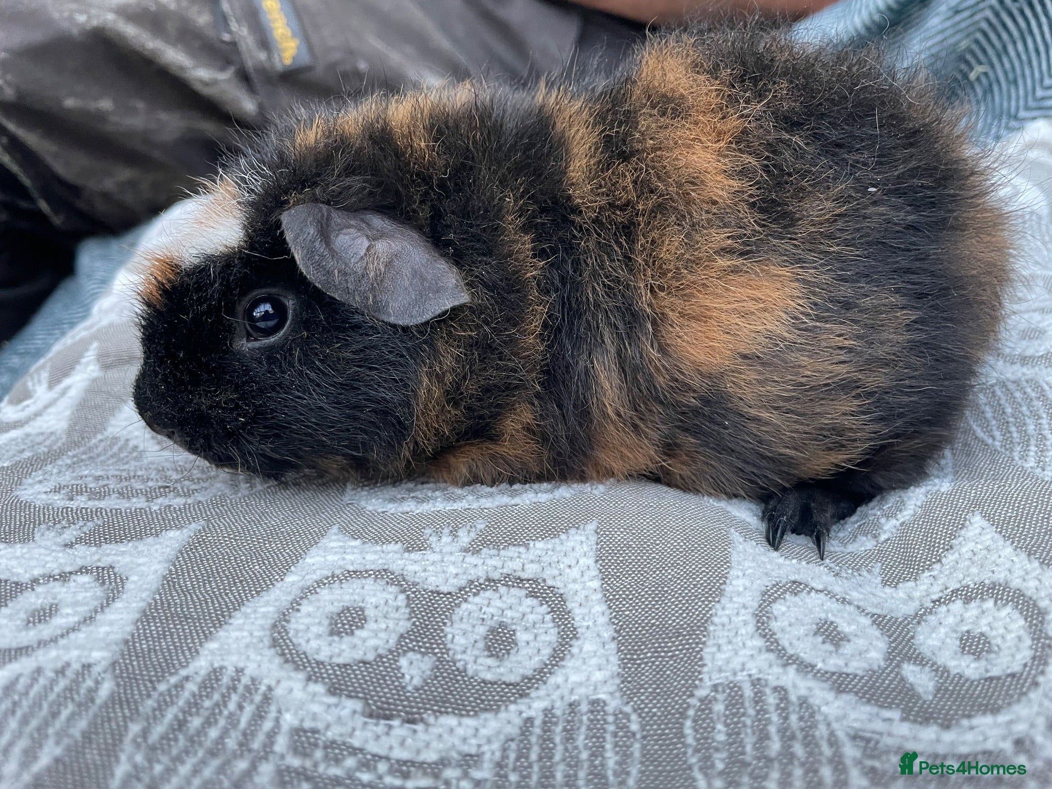Guinea Pig rodents Teddy breed Male Guinea Pigs - Advert 1