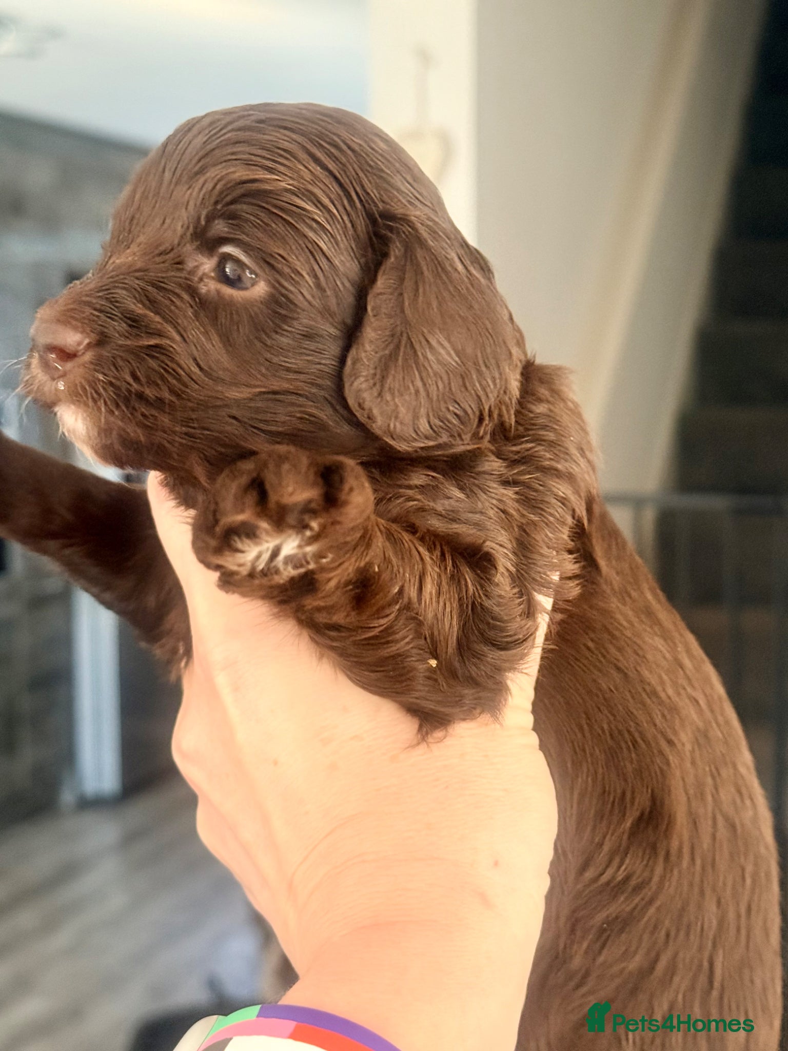 Cavapoo dogs Stunning F1b Cavapoo Puppies – 6 Girls & 2 Boys - Advert 1