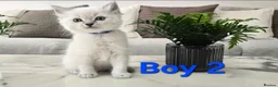 Ragdoll cats for sale: 🤍Pure Ragdoll Blue Point & Lynx Kittens Ready Now - Advert 6