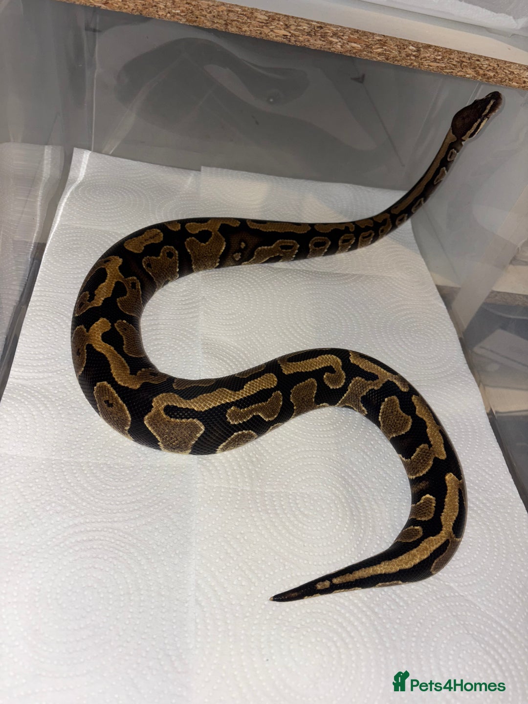 Python Snake reptiles for sale: BP mix - Advert 3
