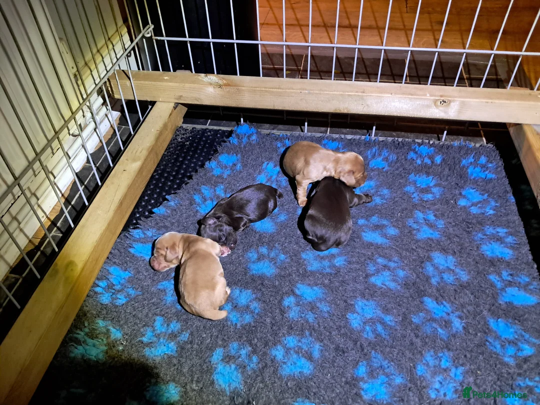 Cocker Spaniel dogs for sale: Working Cocker Spaniel Puppies  - Advert 7