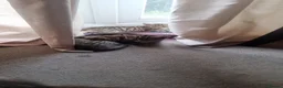 Domestic Shorthair cats for sale: Beautiful kittens for sale /see pictures - Advert 9