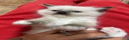Ragdoll cats for sale: GCCF registered Ragdoll kittens - Advert 5
