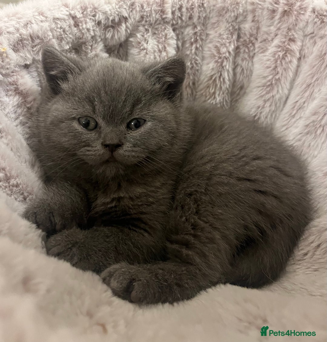 British Shorthair cats for sale: Beautiful Blue British Shorthair Kittens - Advert 5